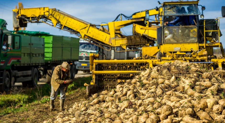 fot. Shutterstock Rolnik: Uprawa buraków dla koncernu Suedzucker to stracony czas