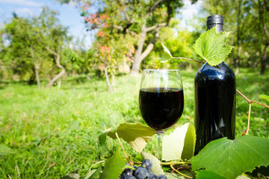 Zapowiada się urodzajny rok w uprawie winorośli na Podkarpaciu