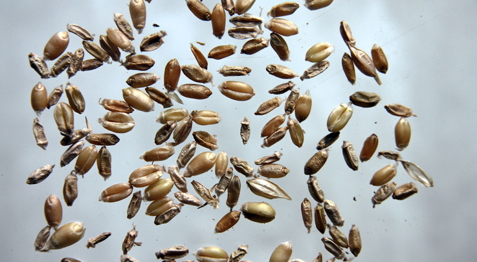 W zależności od kontekstu ekologicznego Fusarium mogą być pasożytami, saprofitami, bytować wewnątrz lub na powierzchni roślin Fusarium niejedno ma imię