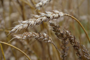 Czerń zbóż obniża jakość ziarna