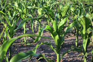Jak uniknąć niedoborów w kukurydzy