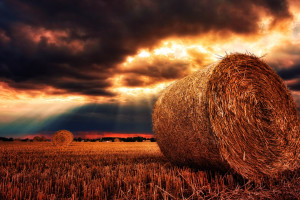 Na Ukrainie zebrano ponad 1 mln ton zbóż