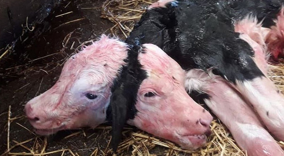 Cielaczek z dwoma głowami przyszedł na świat w piątkowy wieczór. foto: Karolina Szarowska Urodziło się cielę z dwiema głowami