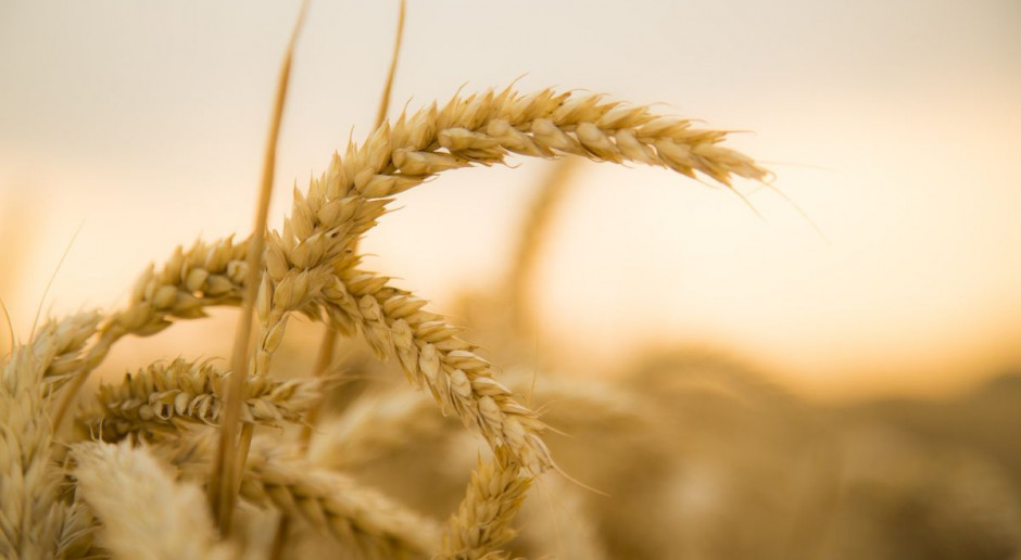 Fot. pixabay Spadkowy tydzień notowań zbóż