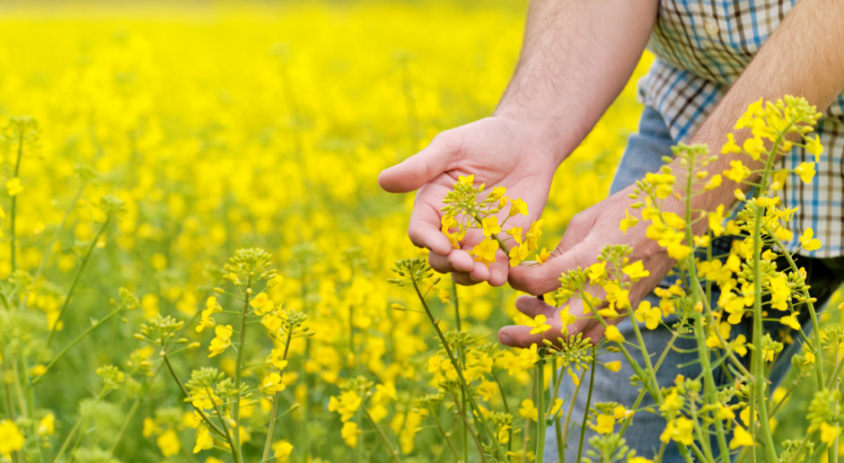 Fot. Shutterstock Rzepak na MATIF najdroższy od ponad 28 miesięcy