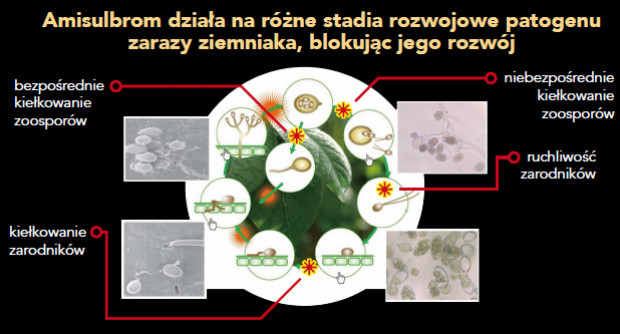 Schemat 2. Blokowanie różnych stadiów rozwoju zarodników przez amisulbrom