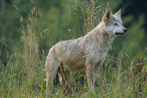 Na Podkarpaciu wilk zaatakował i poranił dwoje dzieci