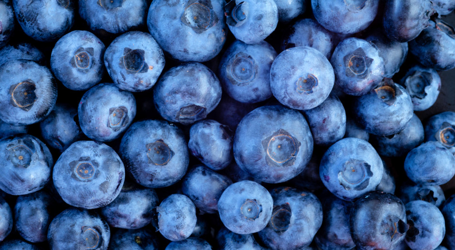 Fot. Shutterstock Borówka - polskim hitem eksportowym