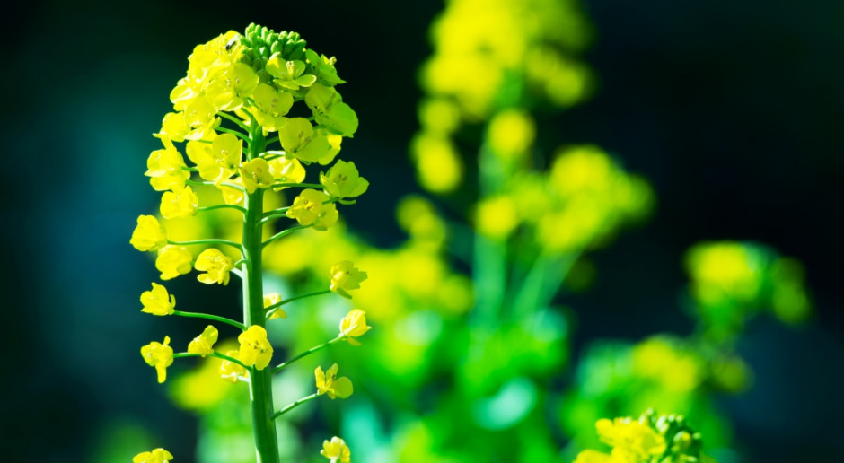 Fot. Shutterstock Wzrost ceny rzepaku