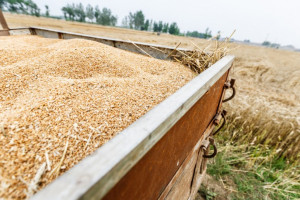 Rosja: Eksport pszenicy będzie bezcłowy do sezonu 2019/2020