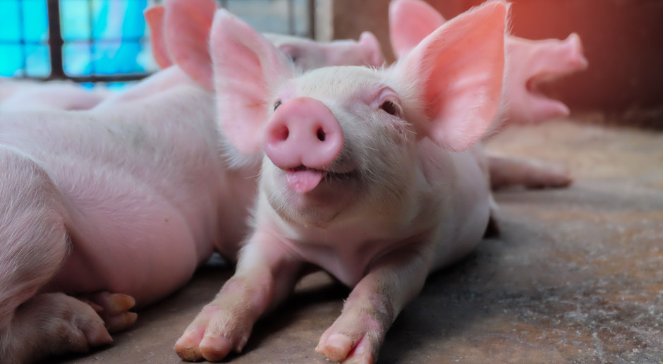 fot. Shutterstock Zwrot środków na bioasekurację ASF z budżetu państwa?