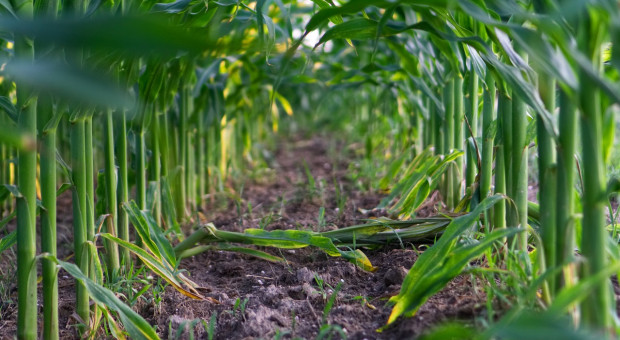 Niemcy: Większe zasiewy kukurydzy z powodu ekstremalnej pogody