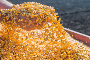 Brazylia oczekuje o 19 proc. mniejszych zbiorów kukurydzy