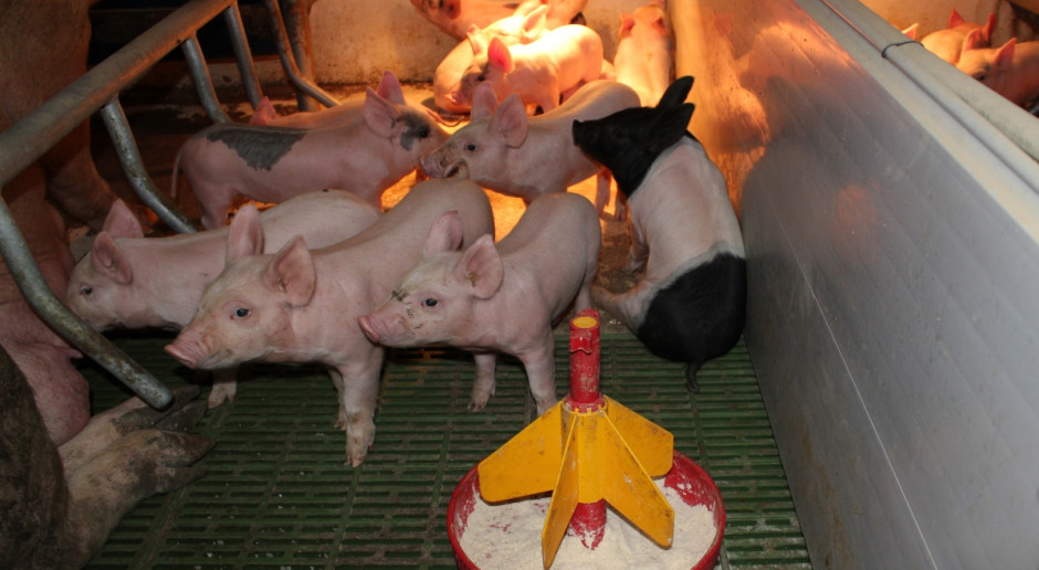 Nie chcą promocji mięsa od importowanych świń