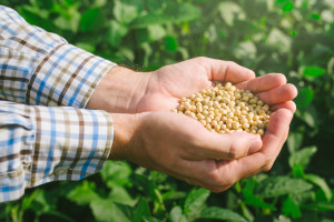 Stosowanie soi GMO w paszach może być przedłużone najwyżej o dwa lata