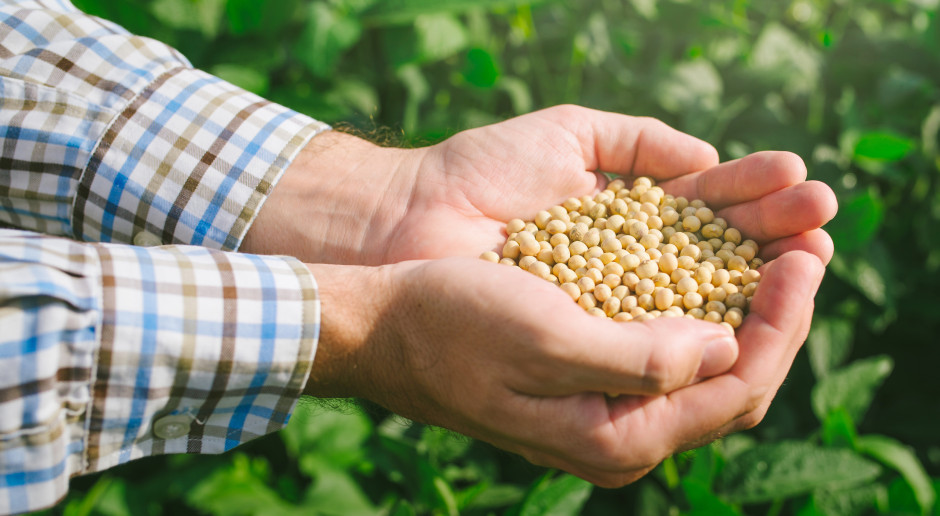 fot. Shutterstock Stosowanie soi GMO w paszach może być przedłużone najwyżej o dwa lata