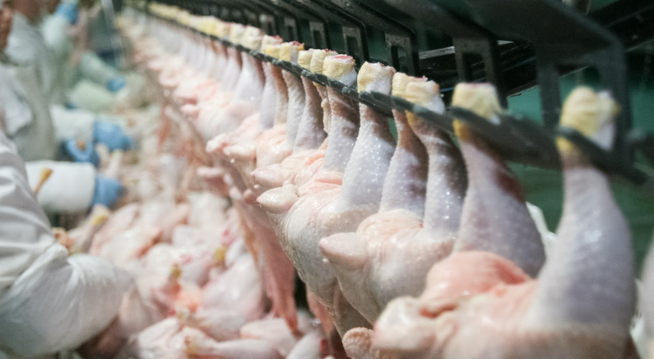 Do Chin będą eksportowane nie tylko elementy kurczaków, ale także indyków. Ten ostatni drób zyskuje coraz bardziej na popularności w Państwie Środka; fot. Shutterstock Polski drób oraz ikra pstrąga i łososia wkrótce trafią do Chin