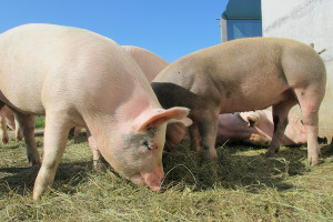 Mniejsze pogłowie świń w Chinach