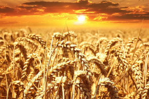 IGC: Mniejsza prognoza produkcji zbóż w sezonie 2018/2019