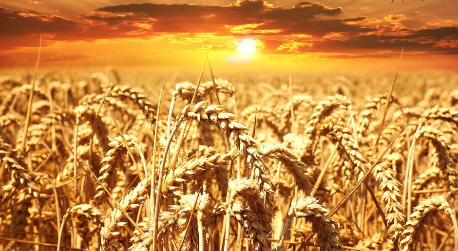 Fot.pixabay.com IGC: Mniejsza prognoza produkcji zbóż w sezonie 2018/2019
