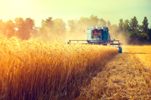 Niższe zbiory zbóż prawdopodobnie przełożą się na spadek dochodów rolników