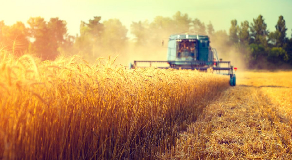 Fot. Shutterstock Niższe zbiory zbóż prawdopodobnie przełożą się na spadek dochodów rolników