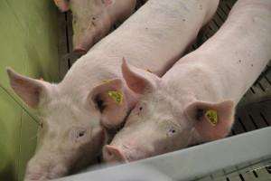 Data oznakowania świni będzie wymagana w rejestrze zwierząt gospodarskich