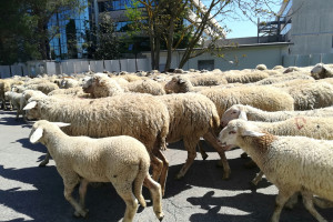 Włochy: Na Sardynii nasilają się protesty hodowców owiec