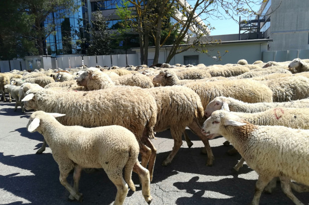 W Bieszczadach i Beskidzie Niskim trwa redyk owiec
