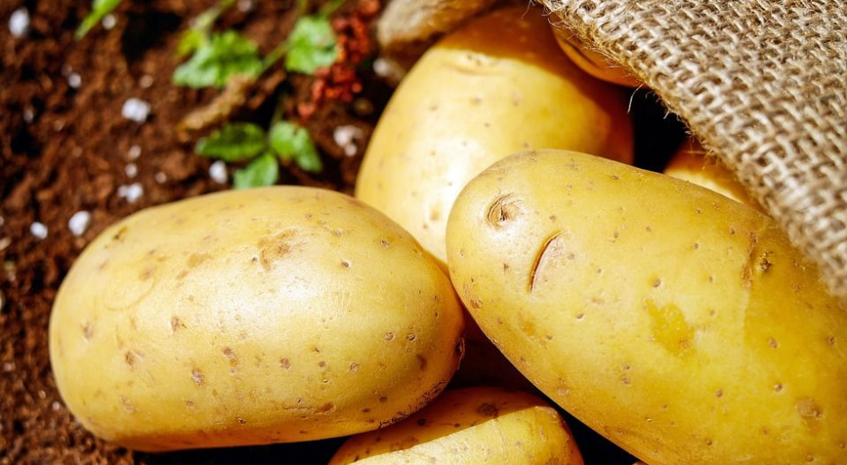 fot. Pixabay Ziemniak będzie miał informację o pochodzeniu