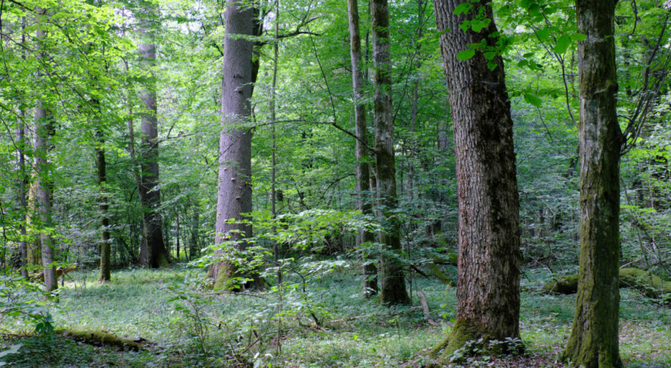 Fot. Shutterstock Kowalczyk: Kontrowersyjna budowa na terenie Puszczy Noteckiej będzie skontrolowana