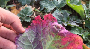 Przebarwienia liści rzepaku - czy to wirus żółtaczki rzepy?