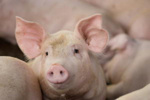 WIR: Świata nie zawojujemy, ale można jeszcze uratować produkcję świń