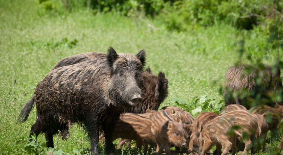fot. Shutterstock EFSA: Polowania na dziki ograniczą epidemię ASF