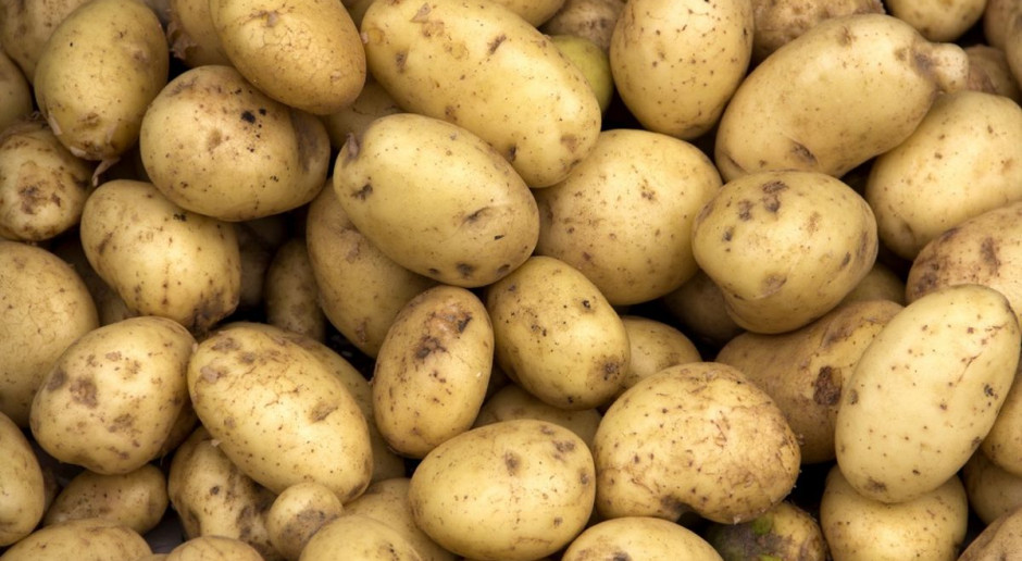Ceny ziemniaka sa na razie niskie, fot. Shutterstock Z powodu suszy mają wzrosnąć ceny ziemniaka