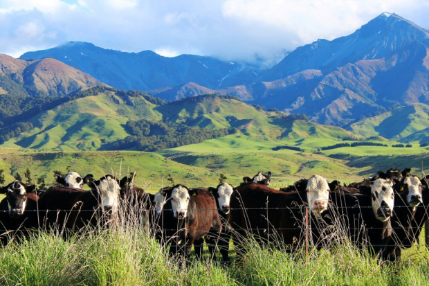  Nowa Zelandia: 150 tys. sztuk bydła przed ubojem