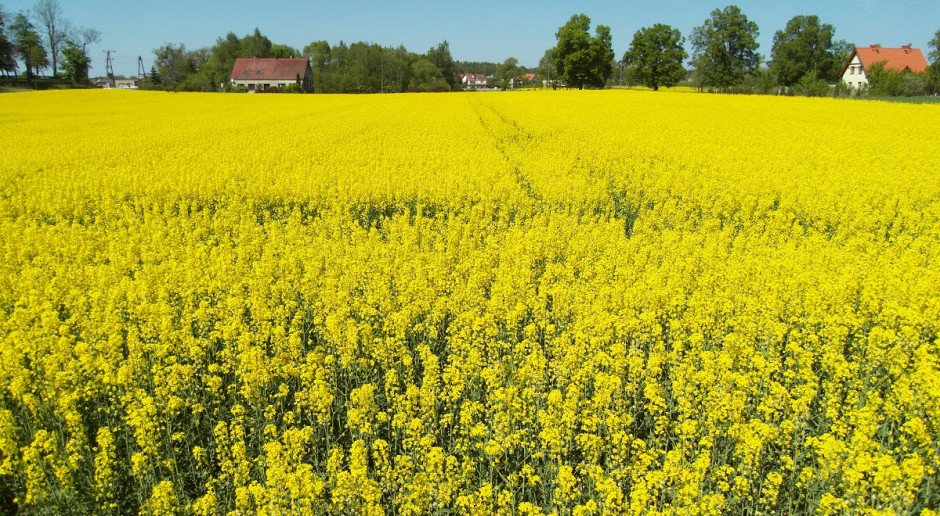 Lista zalecanych odmian rzepaku ozimego do uprawy w 2018 r; Fot. Katarzyna Szulc Lista zalecanych odmian rzepaku ozimego 2018