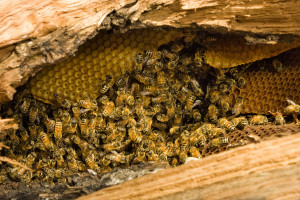Dziko żyjące pszczoły wróciły do kłody bartnej przy nadleśnictwie Augustów