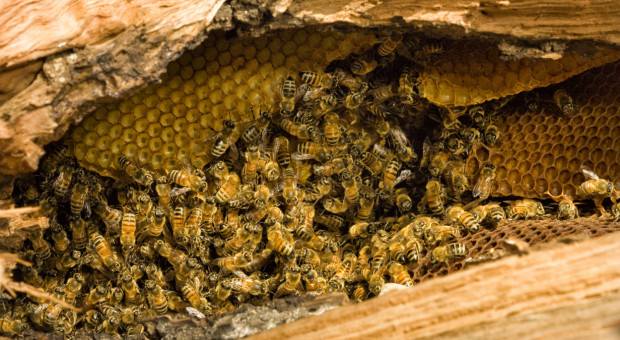 Lubuskie: Pszczoły wracają do kłodawskich lasów
