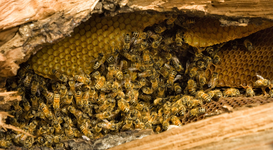 Fot. Shutterstock Podkarpackie: Deszczowa pogoda utrudnia zbiory miodu ze spadzi iglastej