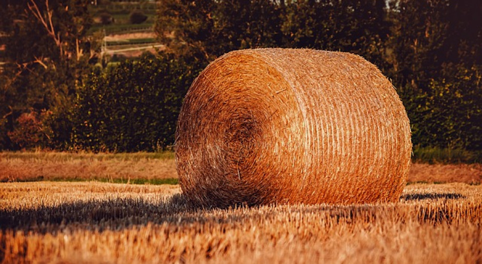 Fot.pixabay.com Niemcy: Ogromne straty w plonach roślin zbożowych