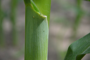 Wciornastki coraz liczniejsze w kukurydzy
