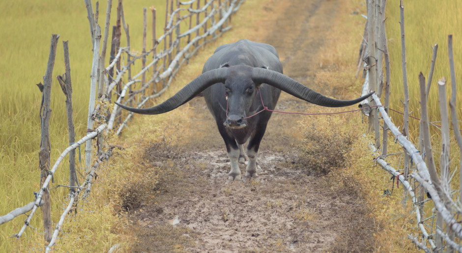 Fot. Shutterstock Zimbabwe: Skończył się czas konfiskat ziemi białych farmerów
