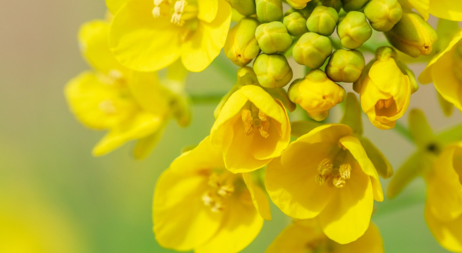 Fot. Shutterstock Wzrostowy tydzień notowań oleistych