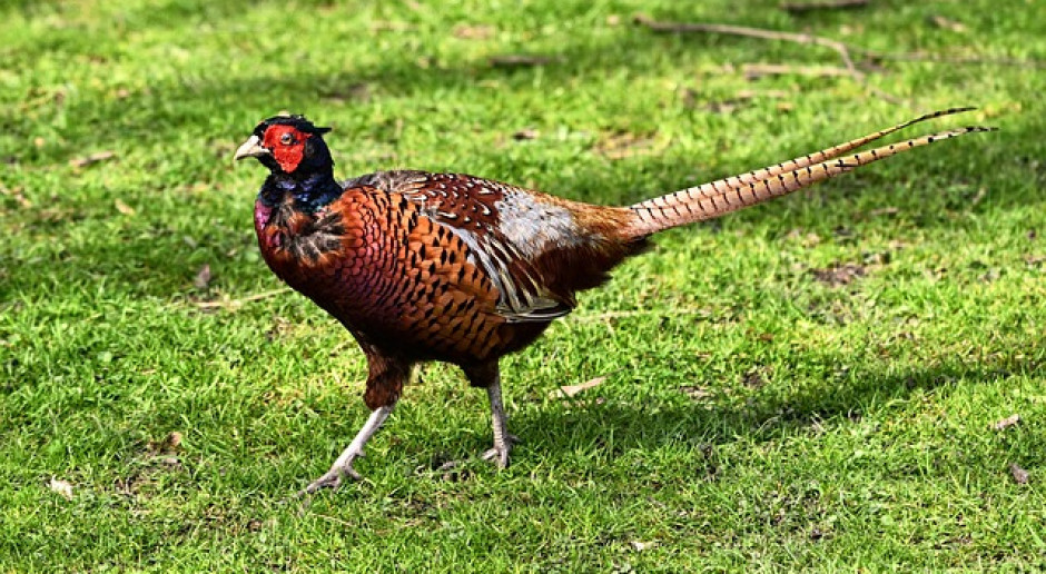 Fot.pixabay.com Ptasia grypa w Europie - nowe ogniska i przypadek
