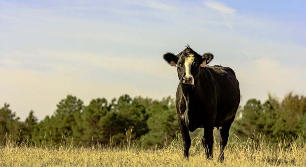 Rolnicy będą zmniejszać i likwidować stada bydła na skutek suszy 