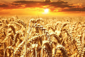 IGC: Mniejsza prognoza produkcji zbóż ogółem w sezonie 2018/2019