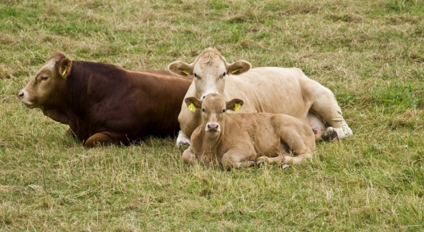 USDA: Wolniej rośnie pogłowie amerykańskiego bydła mięsnego
