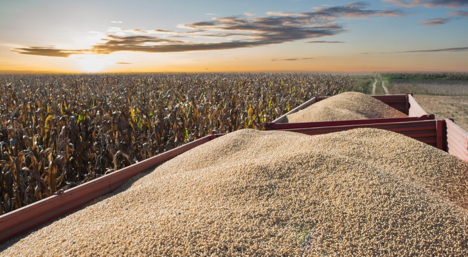 Fot. Shuttestock Ukraina: Zebrano 21,2 mln ton zbóż i bobowatych
