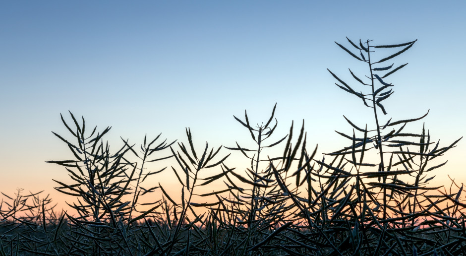 Zbiory rzepaku już się zakończyły, fot. Shutterstock Rzepak nawet po 1620 zł/t